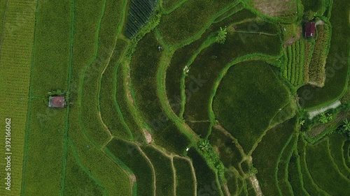 4k drone stock footage with top view of green rice fieldwith motion blur photo