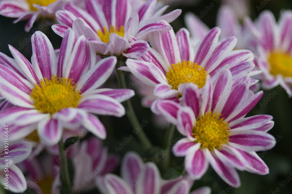 close up of pink flower