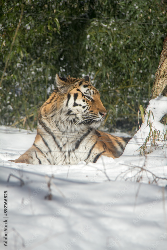 Obraz premium Tigers at Fuji Safari Park in the snow._09
