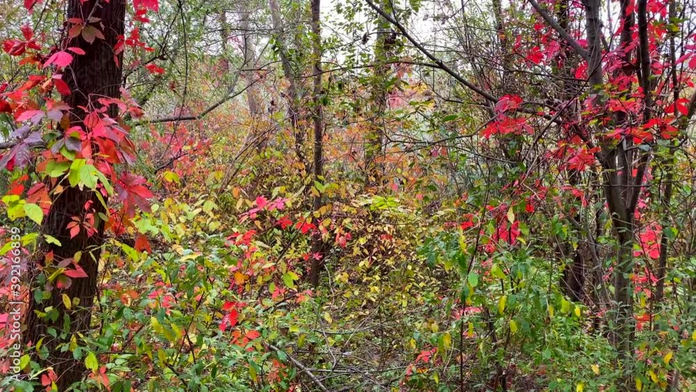 Camera Pan View of Beautiful Autumn Trees Camera Pan View of Beautiful Autumn Trees