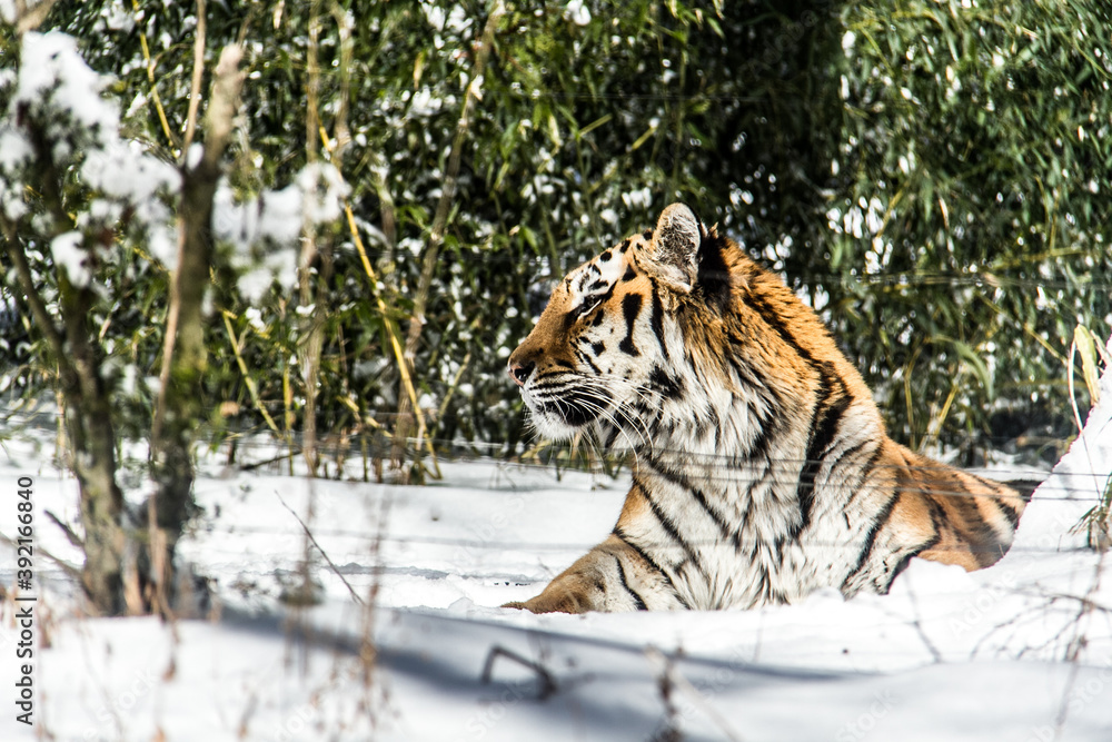 Obraz premium Tigers at Fuji Safari Park in the snow._07