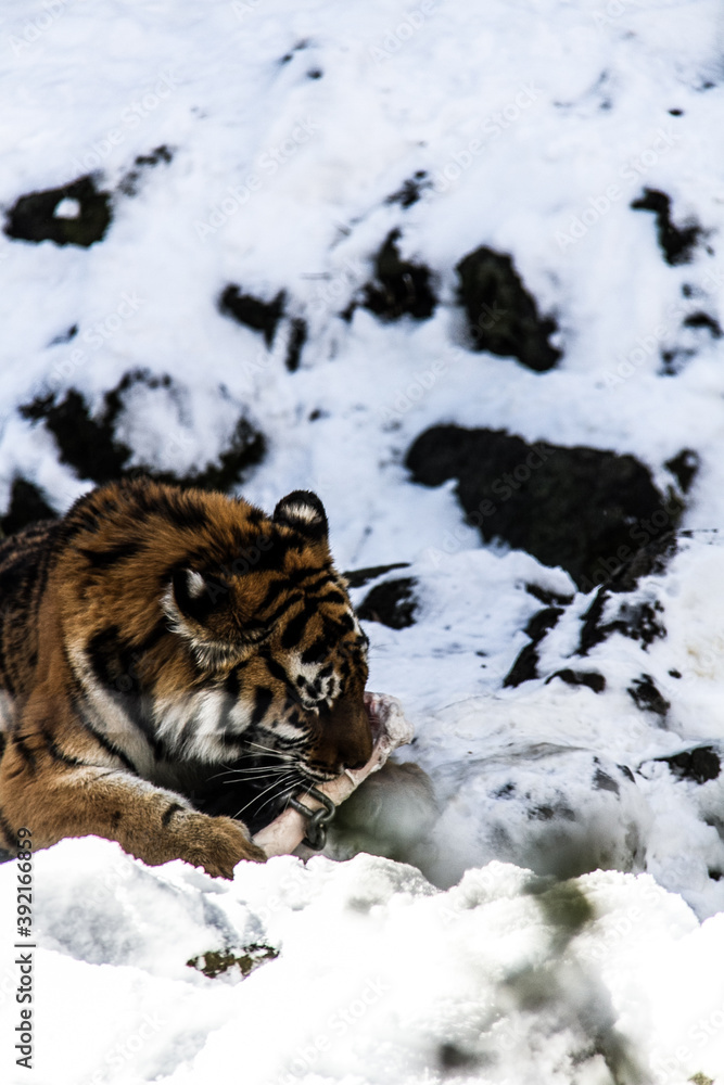 Obraz premium Tigers at Fuji Safari Park in the snow._04