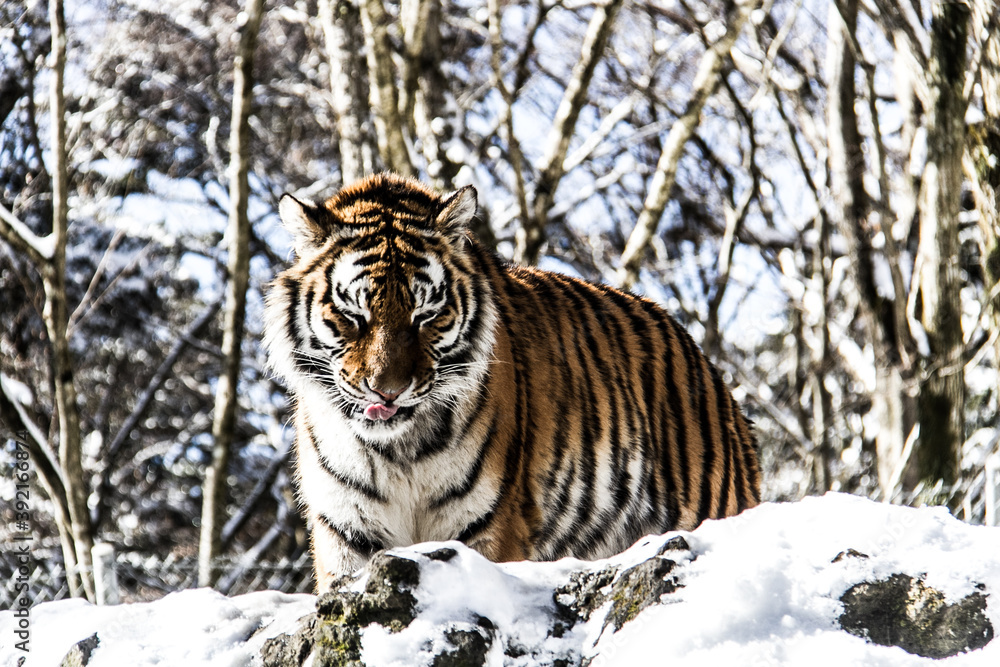Obraz premium Tigers at Fuji Safari Park in the snow._01