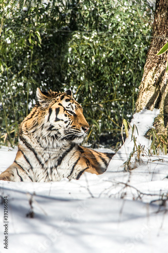 Tigers at Fuji Safari Park in the snow._08