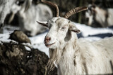Goats at Fuji Safari Park in the snow._04