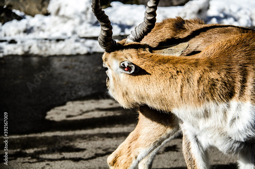 Deers at Fuji Safari Park in the snow._09 photo