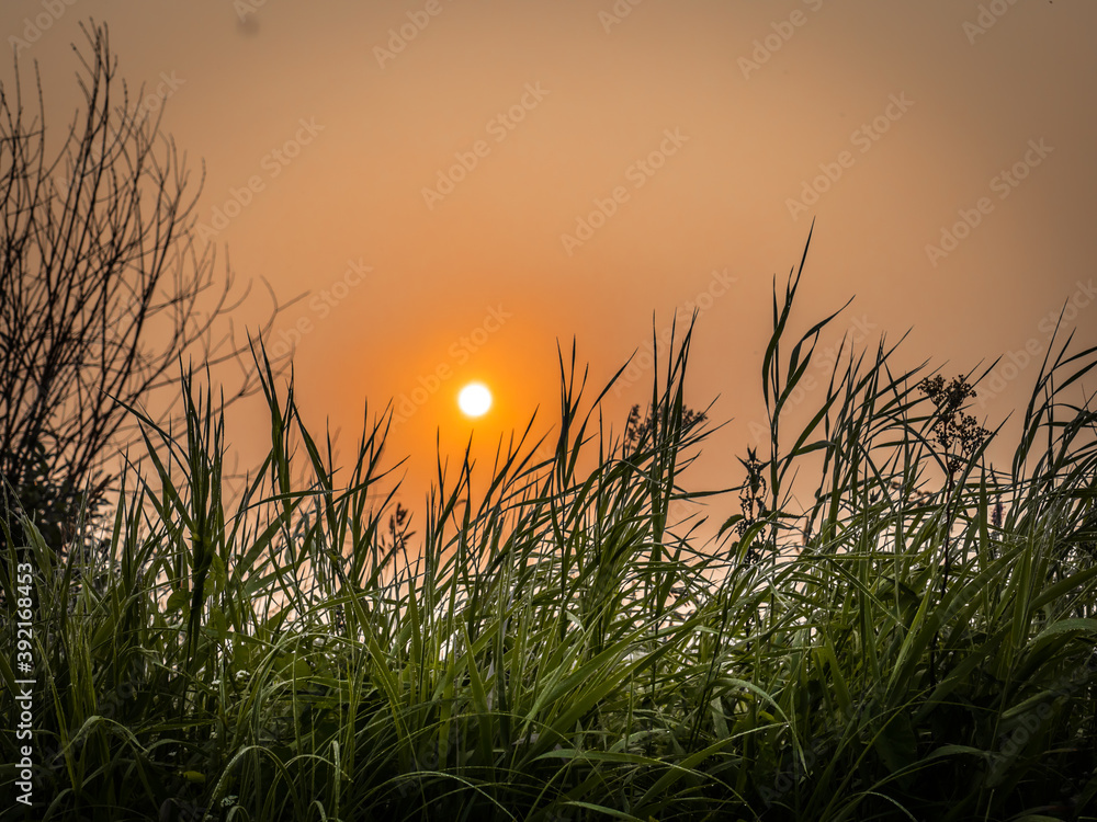 Rising sun over field grasses
