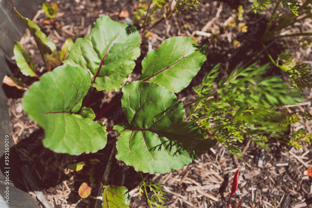 beetroot plants in wooden barrel planter outdoor in sunny vegetable garden beetroot plants in wooden barrel planter outdoor in sunny vegetable garden