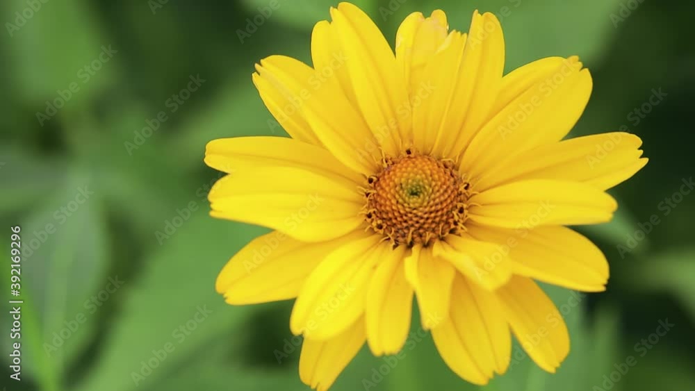 Macro photography of nature. Yellow Daisy with orange pestle and raindrops. Texture of a blooming flower with large drops of water on a spring green background of foliage Macro photography of nature. Yellow Daisy with orange pestle and raindrops. Texture of a blooming flower with large drops of water on a spring green background of foliage