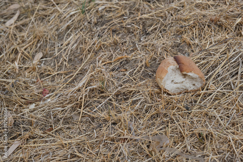 Bread thrown on the ground. Bread on dry grass in the ground
