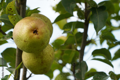 apples Frumosul de Voinesti exhibited in the Voinesti area