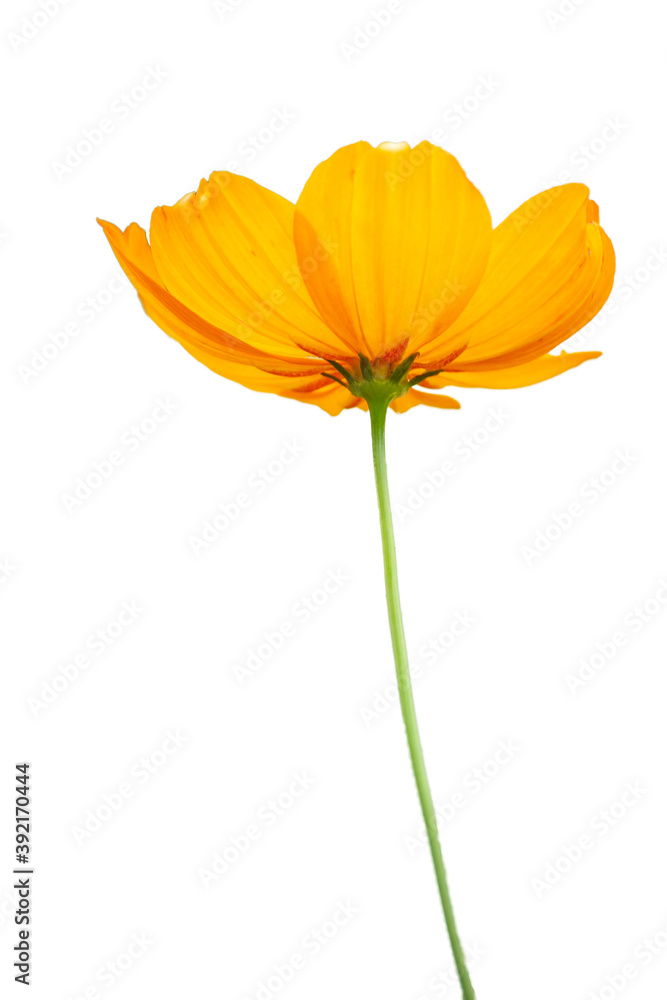 Isolated close up of a Singapore daisy Yellow flower with white background Isolated close up of a Singapore daisy Yellow flower with white background