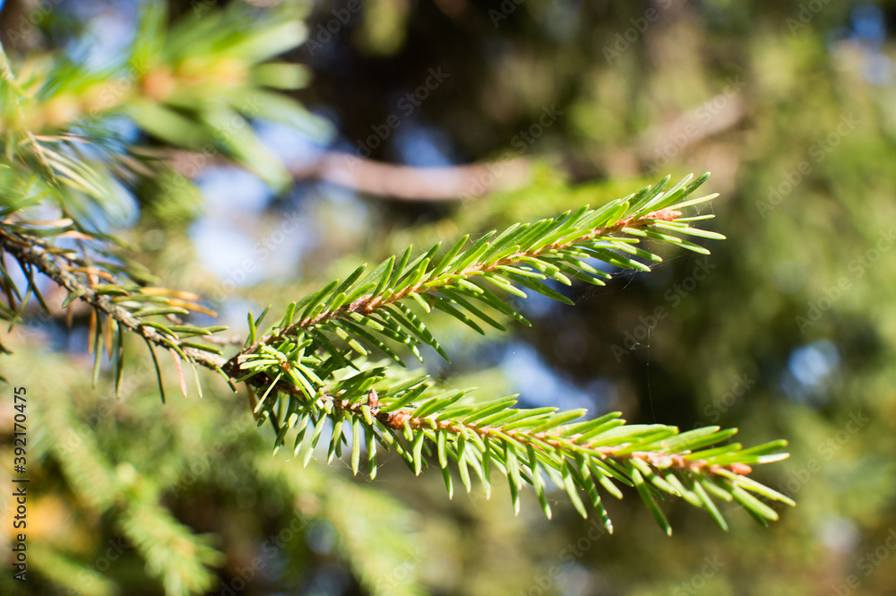 evergreen fir tree needles on blue sky background evergreen fir tree needles on blue sky background