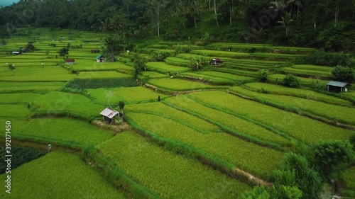 4k drone stock footage with top view of green rice fieldwith motion blur photo