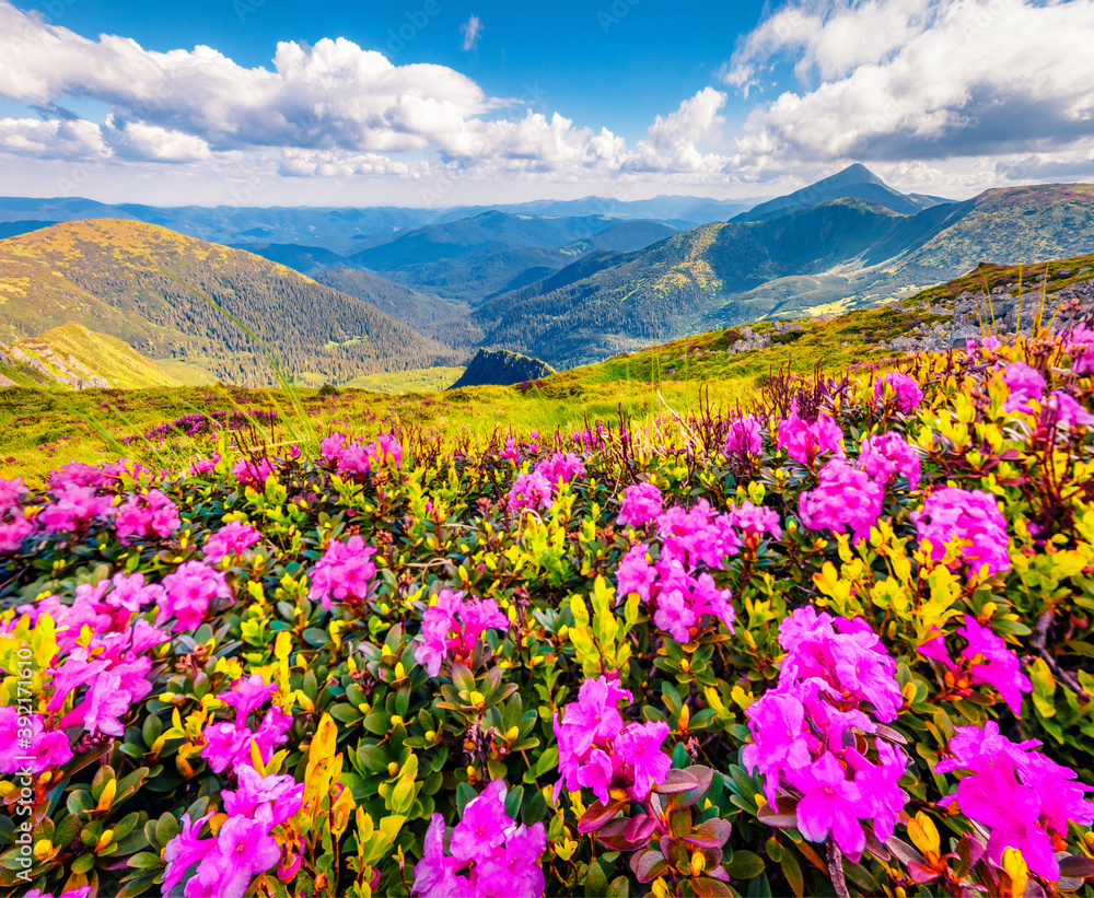 Obraz premium Fantastic summer view of blooming pink rhododendron flowers on the mountain hills. Picturesque summer view of Carpathian mountains, Ukraine, Europe. Beauty of nature concept background..