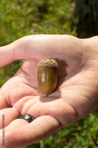 hand holding acorn