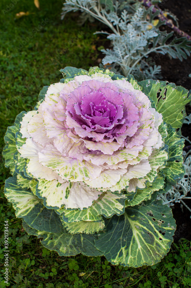 pink ornamental cabbage in the garden pink ornamental cabbage in the garden