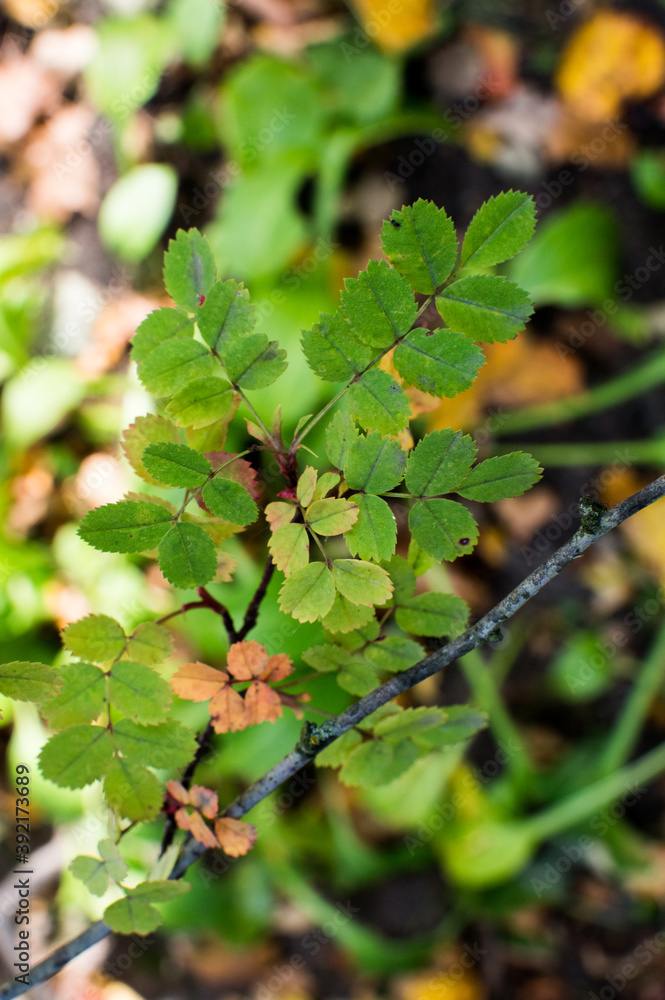 textured leaves on a green background textured leaves on a green background
