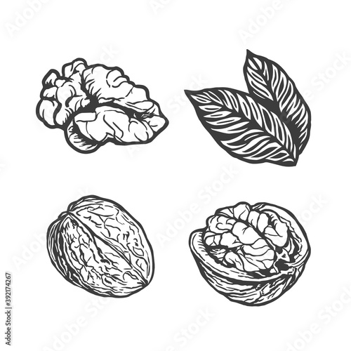 Sketch vector illustration of walnut. Closed and opened walnuts ink set
