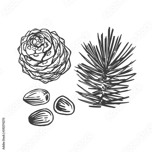 Sketch vector illustration of pine nuts, pine cone and branch