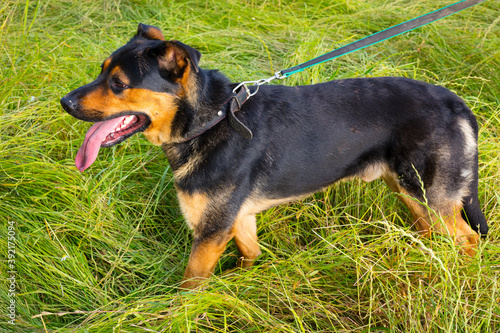 A dog at green grass field