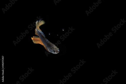 Small Yellow Tail Blue Body Betta fish, at Black background 