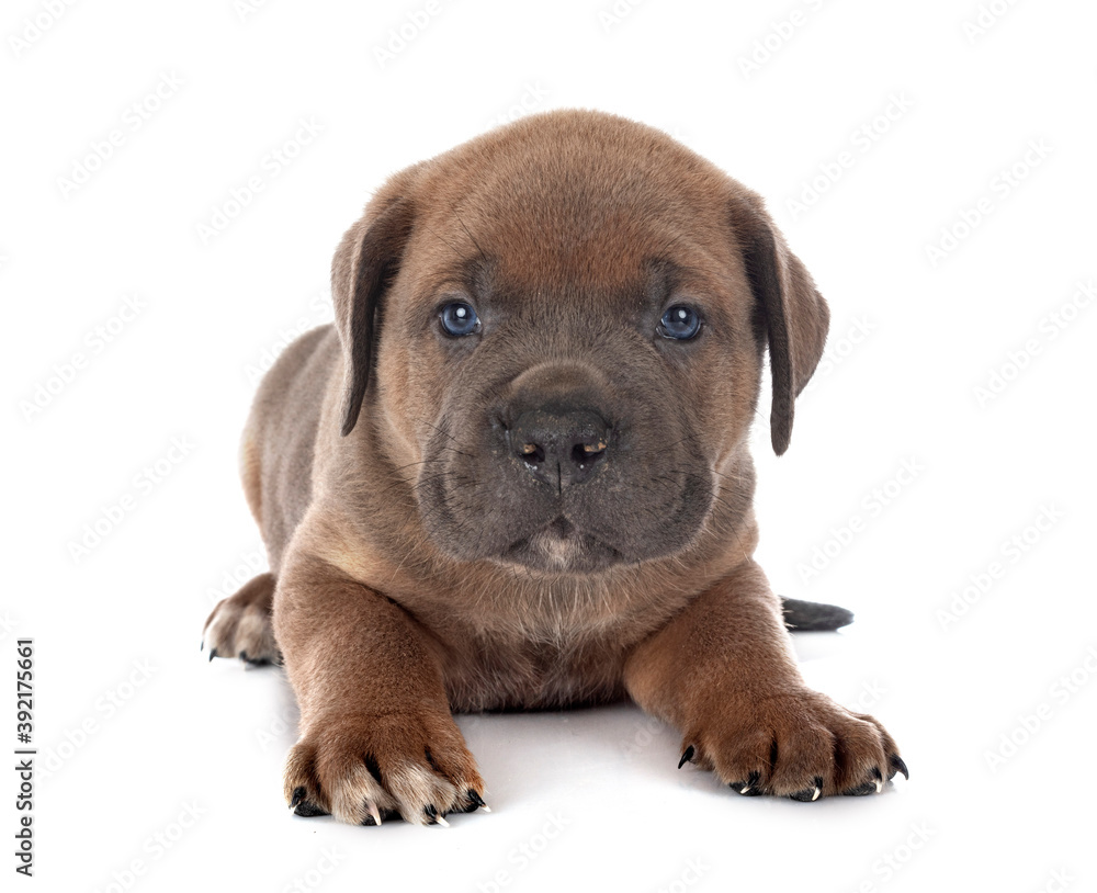 puppy cane corso