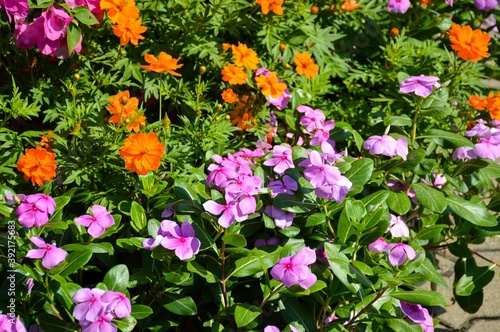 Colorful flower in natural garden in Thailand