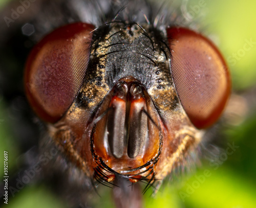 Obraz na plátně Close-up portrait of a fly in nature.