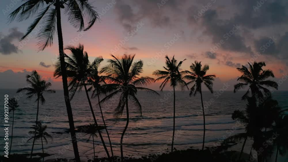 Aerial view of palm and coconut trees on beach, Goa, India. Aerial view of palm and coconut trees on beach, Goa, India.