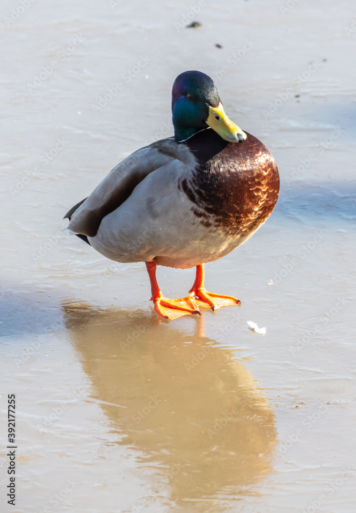 Duck on ice in winter. Duck on ice in winter.