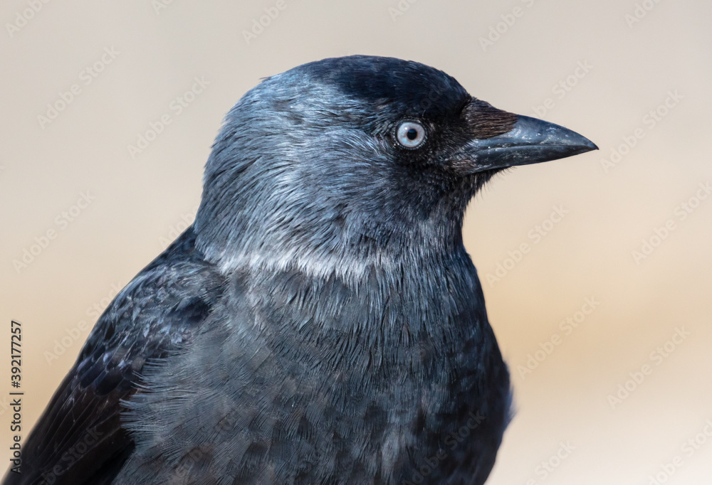Fototapeta premium Portrait of a black raven.