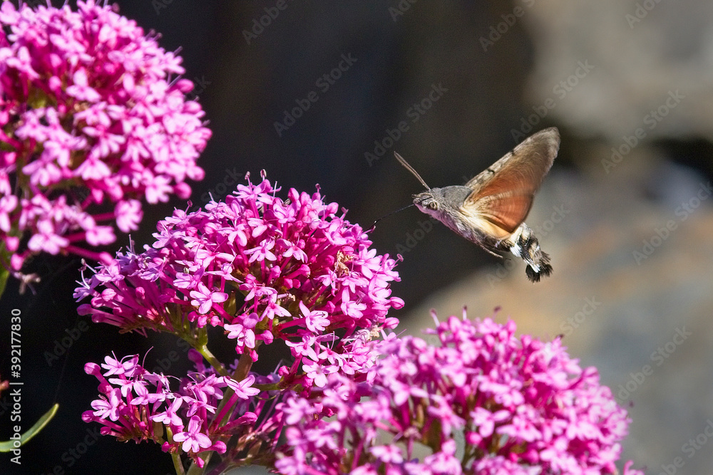 Hummingbird Hawk-moth (Macroglossum stellatarum), nectaring at Red Valerian (Centranthus ruber) flowers, Cornwall, England, UK. Hummingbird Hawk-moth (Macroglossum stellatarum), nectaring at Red Valerian (Centranthus ruber) flowers, Cornwall, England, UK.