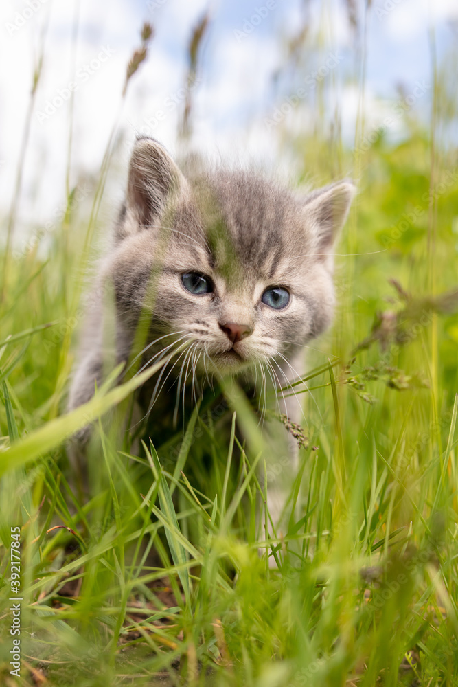Portrait of a little kitten in green grass Portrait of a little kitten in green grass