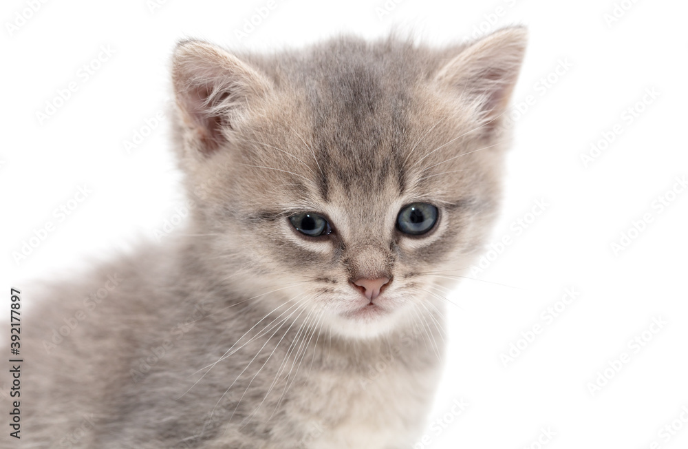 Obraz premium Little fluffy kitten isolated on a white