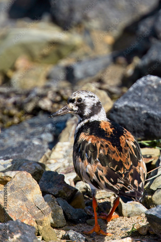 Fototapeta premium Ruddy Turnstone (Arenaria interpres), adult male moulting out of summer plumage, Hayle Estauary RSPB Reserve, Cornwall, England, UK.
