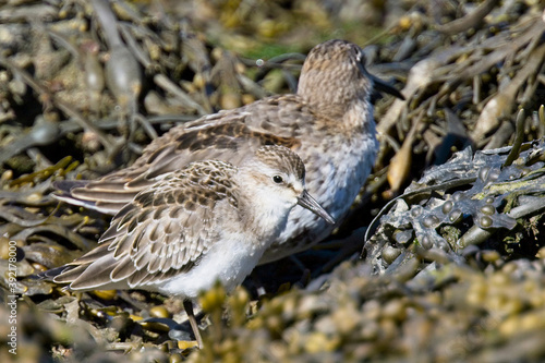 Semi-palmated Sandpiper (Calidris pusilla), juvenile, with a Dunlin, (Calidris alpina), Hayle Estauary RSPB Reserve, Cornwall, England, UK. © tonymills