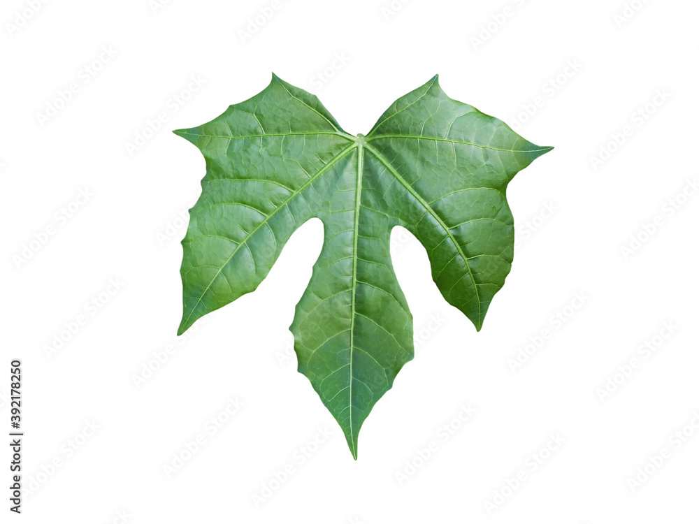 Fresh green leaves of Chaya, (Cnidoscolus aconitifolius (Mill.) I.M.Johnst., Euphorbiaceae) isolated on white background. Fresh green leaves of Chaya, (Cnidoscolus aconitifolius (Mill.) I.M.Johnst., Euphorbiaceae) isolated on white background.