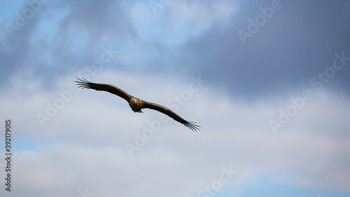 Majestic white-tailed eagle  haliaeetus albicilla  flying with wings wide spread high up in clouds. Large erne approaching in the air from front view with copy space. Bird of prey with blue sky.