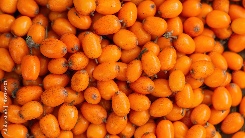 Full frame shot of raw sea-buckthorn in detail. Herd of fresh little orange berries in background panoramic. Group of small healthy sour fruit in horzontal composition.