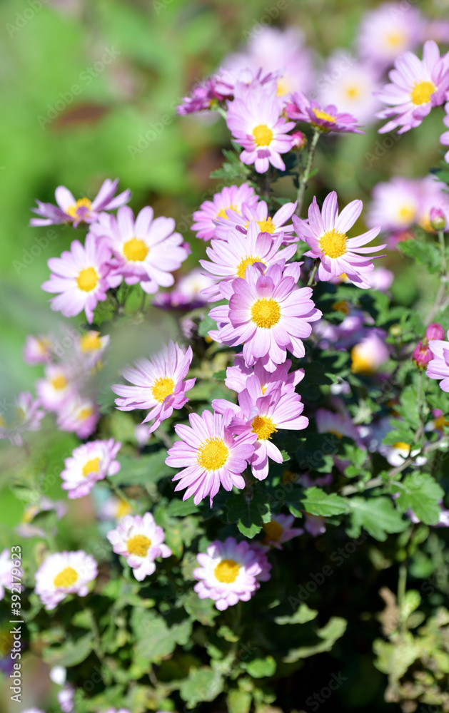 菊の花 菊の花