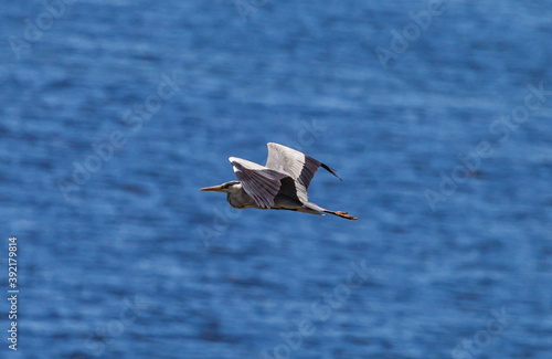 Heron bird in flight against the water © Александр Коликов