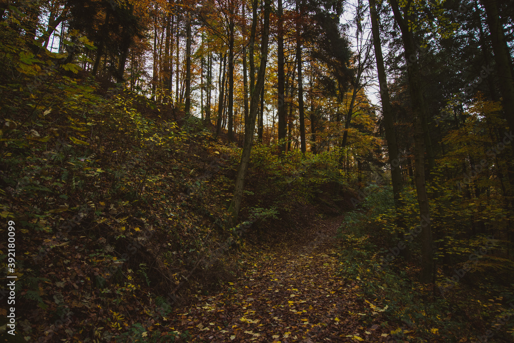 Obraz premium Pathway through the autumn forest in the South of Germany