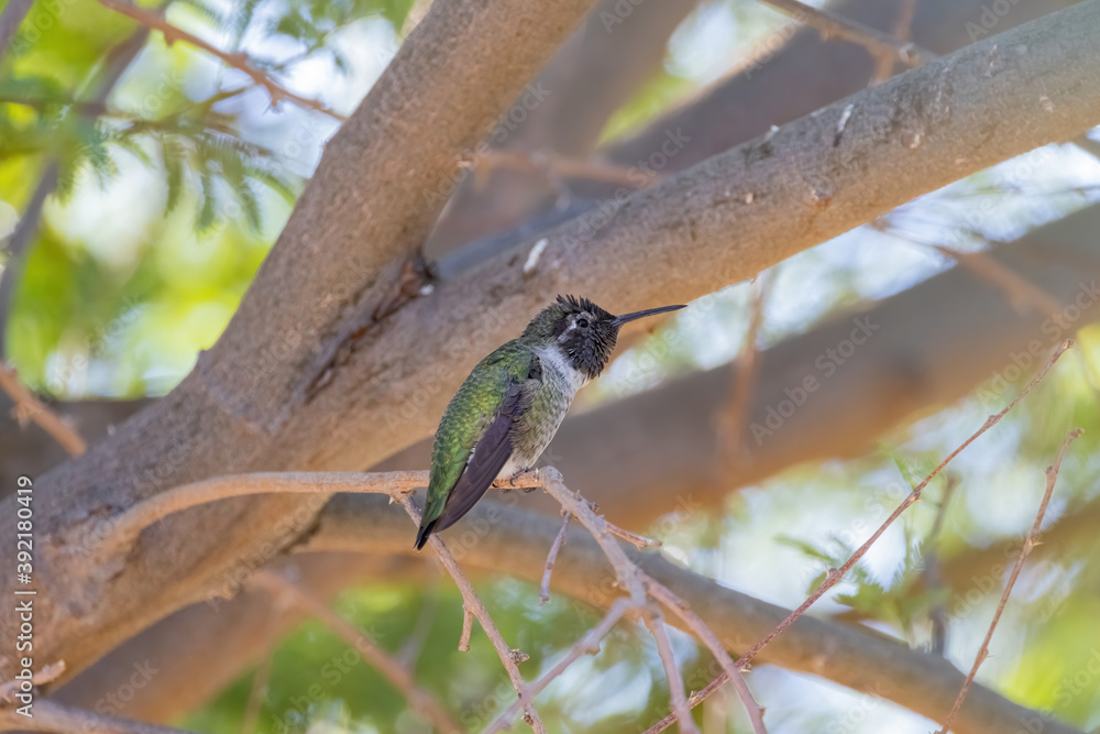 Close up shot of cute hummingbird resting on brunch Close up shot of cute hummingbird resting on brunch