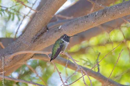 Close up shot of cute hummingbird resting on brunch