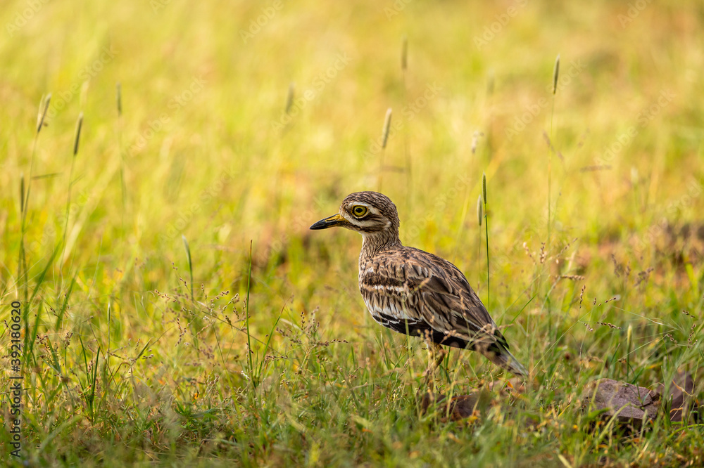 Indian stone curlew or Indian thick knee portrait in natural green background at ranthambore national park or tiger reserve sawai madhopur rajasthan india - Burhinus indicus Indian stone curlew or Indian thick knee portrait in natural green background at ranthambore national park or tiger reserve sawai madhopur rajasthan india - Burhinus indicus