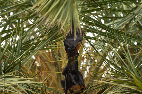 indian flying fox or greater indian fruit bat close up image hanging from tree with eyes open at forest of central india - Pteropus giganteus photo