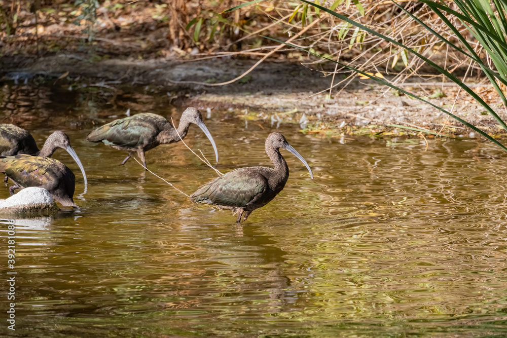 Fototapeta premium Close up shot of cute Puna ibis in the pond