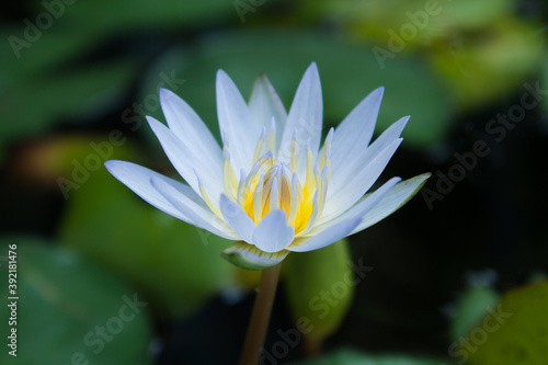 white lotus flowers in pool on a green background
