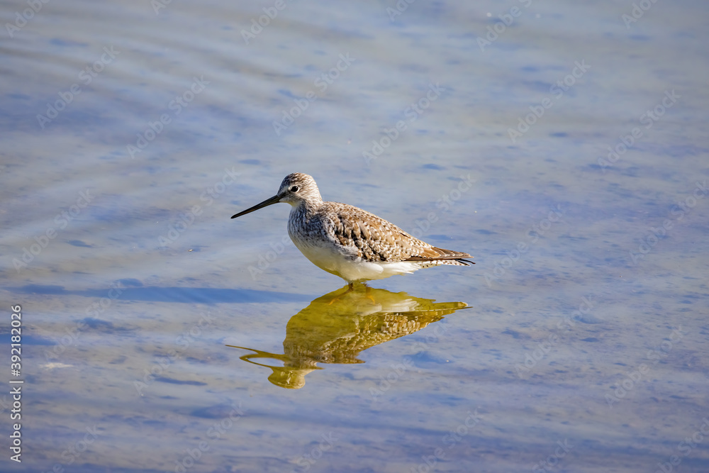 Close up shot of cute Lesser yellowlegs Close up shot of cute Lesser yellowlegs